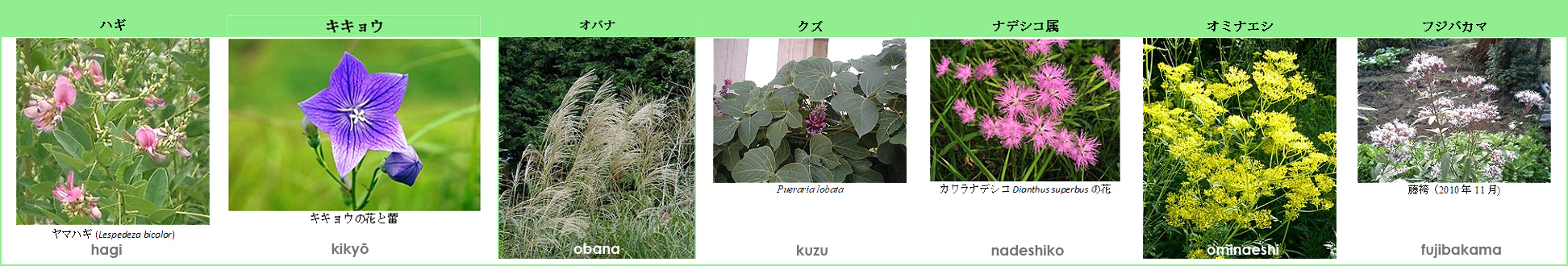 7 Herbstblumen